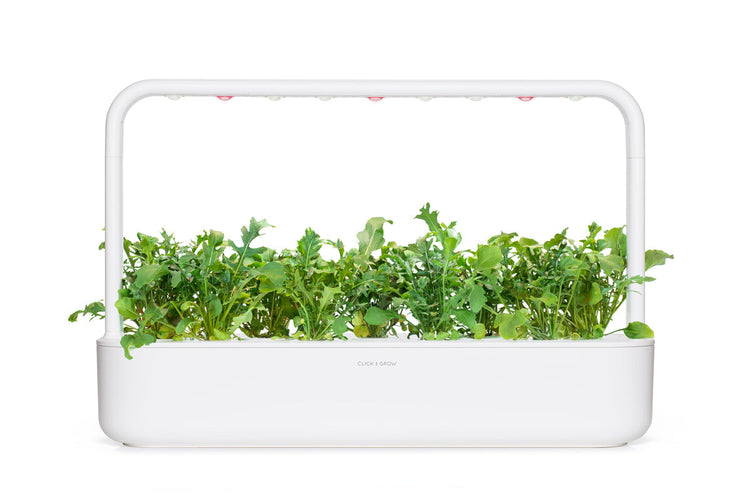 Arugula Plant Pods