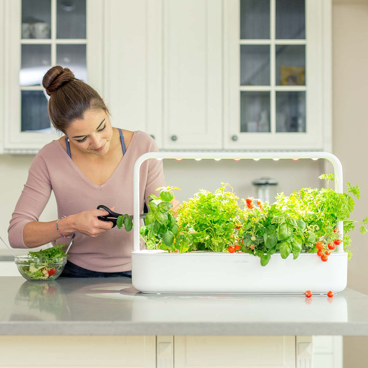 Harvesting basil from a Smart Garden
