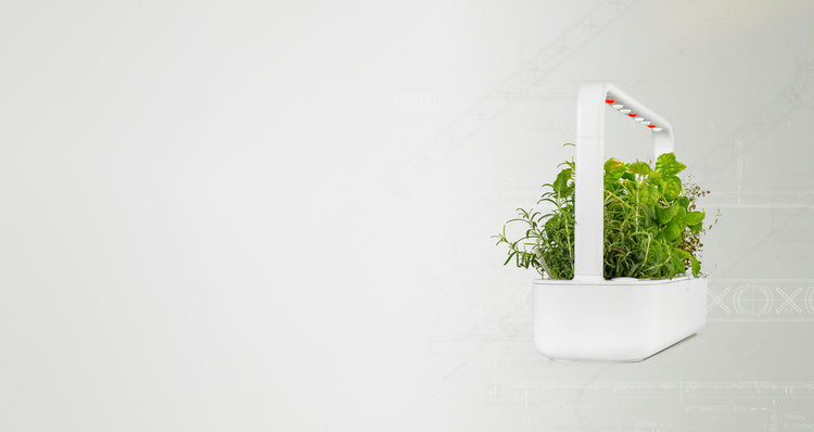 Smart Garden 3 growing basil, rosemary and thyme