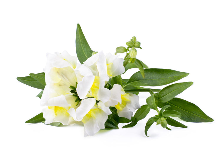 White Snapdragon Plant Pods