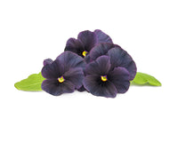 Black Pansy Plant Pods / Black Pansy Plant Pods