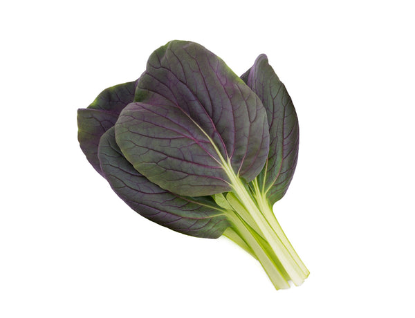 Red Pak Choi Plant Pods 3-pack