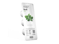 Basil Plant Pods / Basil Plant Pods