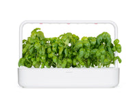 Basil Plant Pods / Basil Plant Pods