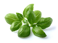Basil Plant Pods / Basil Plant Pods