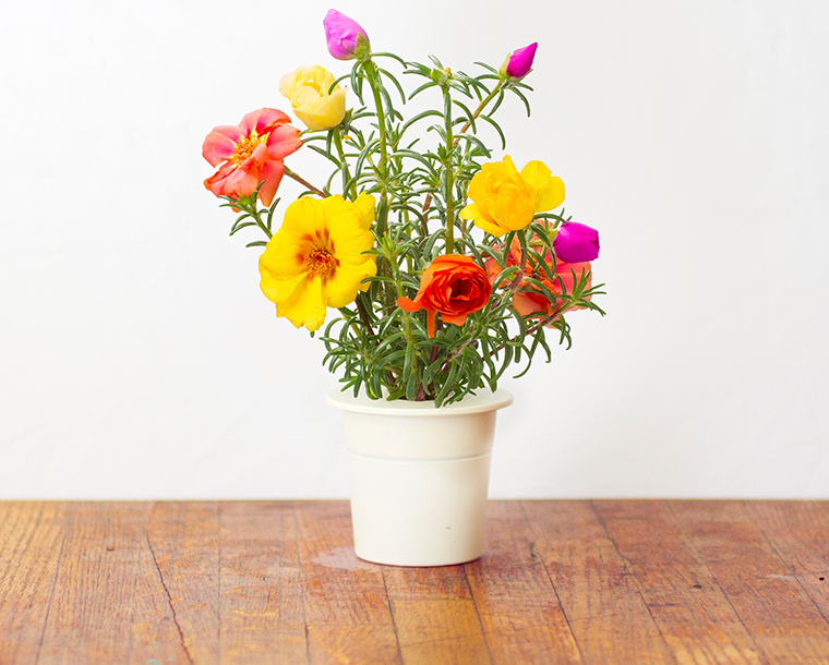 Vibrant Flower Mix (9-pack) / Vibrant Flower Mix (9-pack)
