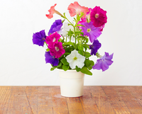 Vibrant Flower Mix (9-pack) / Vibrant Flower Mix (9-pack)