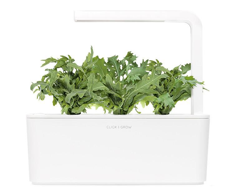 Leaf Mustard Refill / Leaf Mustard Refill