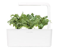Leaf Mustard Refill / Leaf Mustard Refill