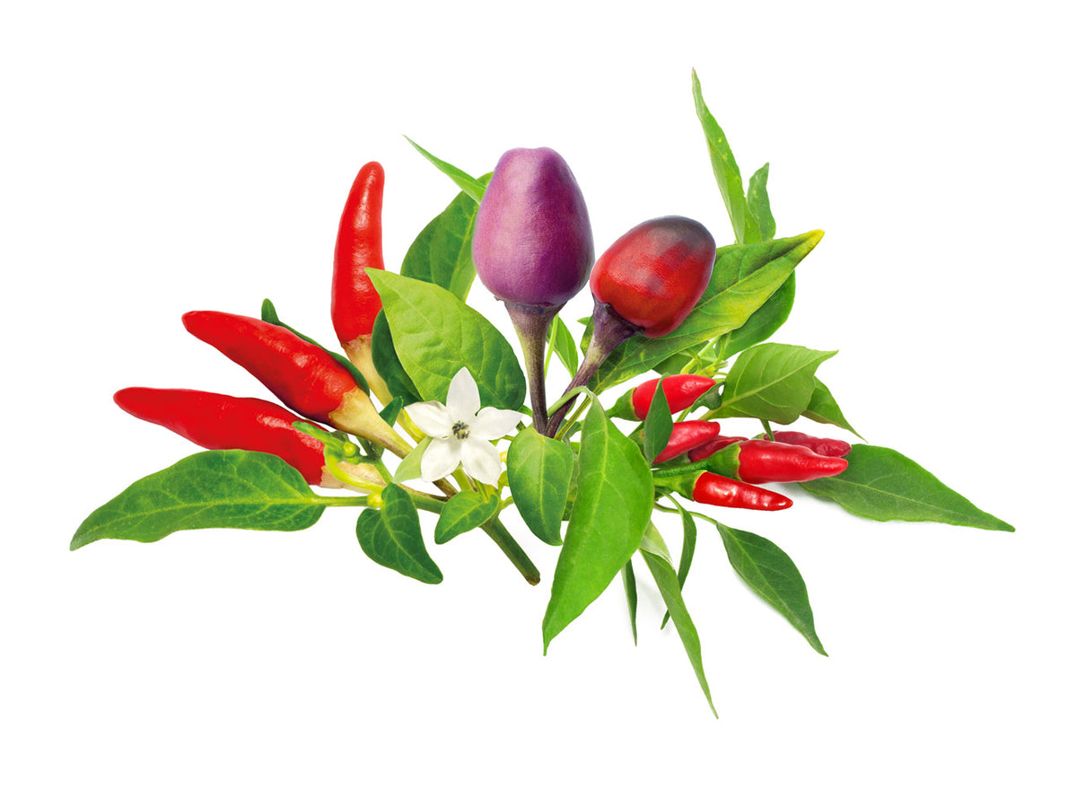 Chili Pepper Mix 9-pack / Chili Pepper Mix 9-pack