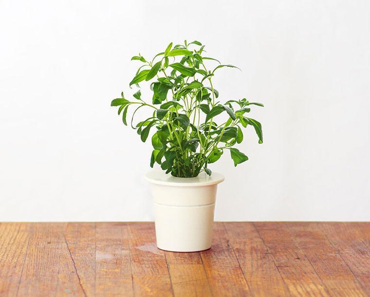 Hyssop Refill / Hyssop Refill