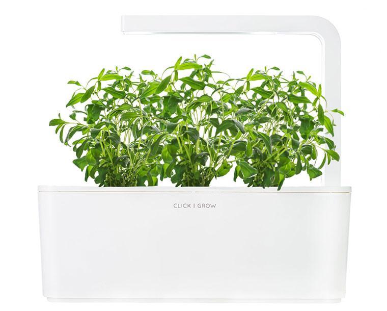 Hyssop Refill / Hyssop Refill