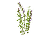 Hyssop Plant Pods / Hyssop Plant Pods