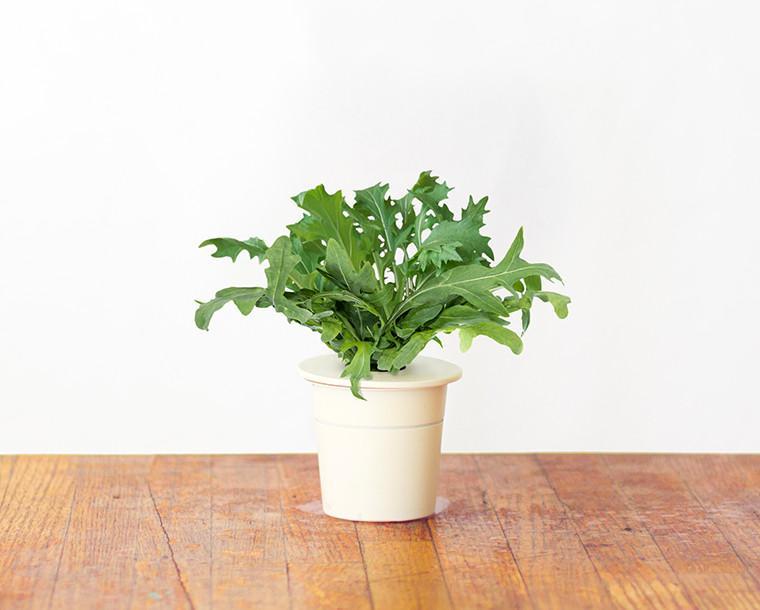 Leaf Mustard Refill / Leaf Mustard Refill