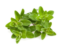 Marjoram Plant Pods / Marjoram Plant Pods