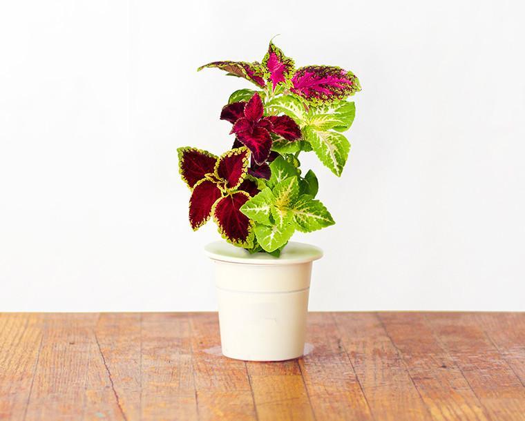 Painted Nettle Refill / Painted Nettle Refill