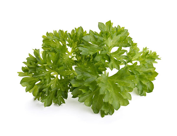 Curly Parsley Plant Pods