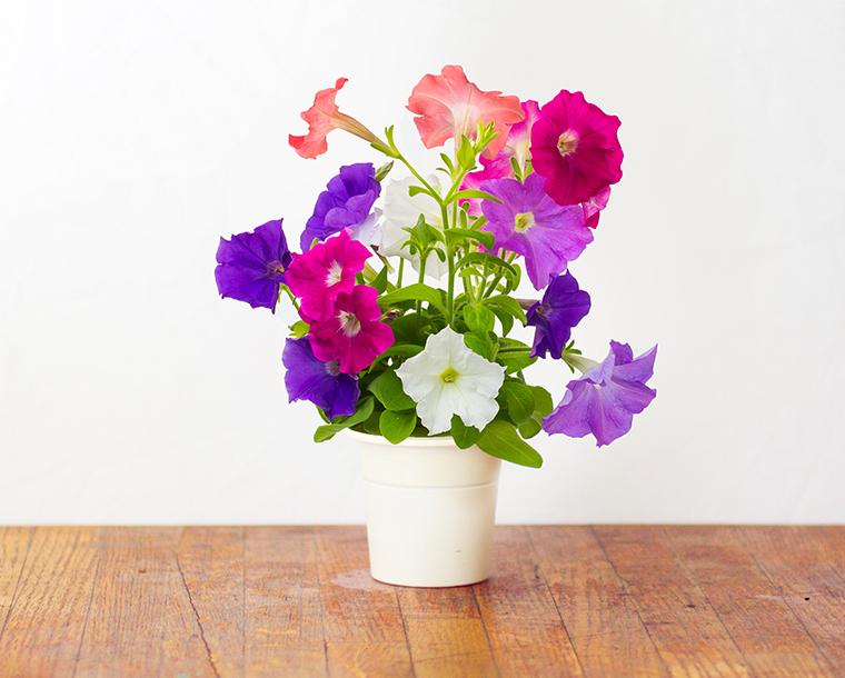 Petunia Refill / Petunia Refill