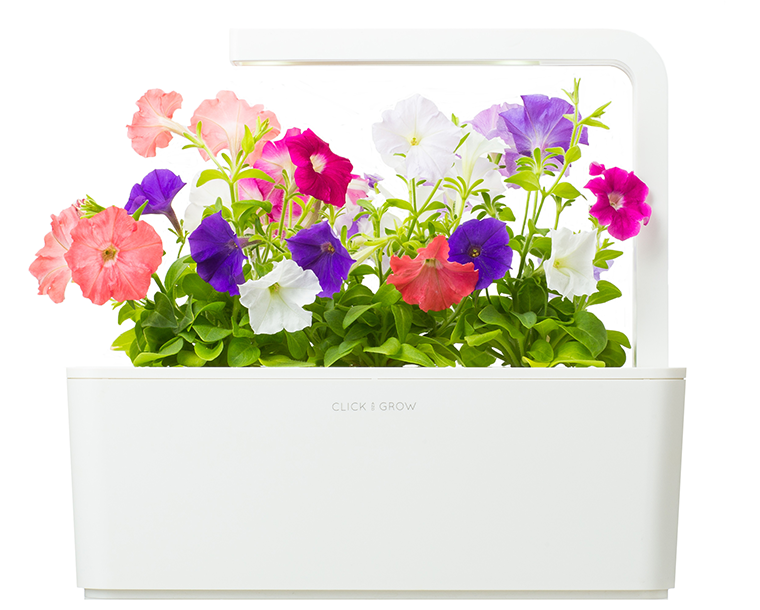 Petunia Refill / Petunia Refill