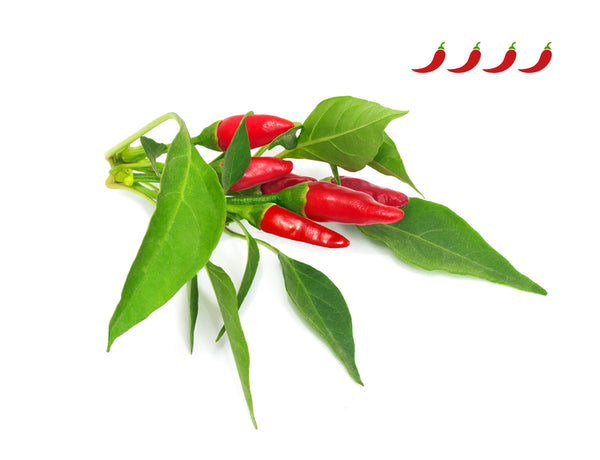 Piri Piri Chili Pepper Plant Pods 3-pack
