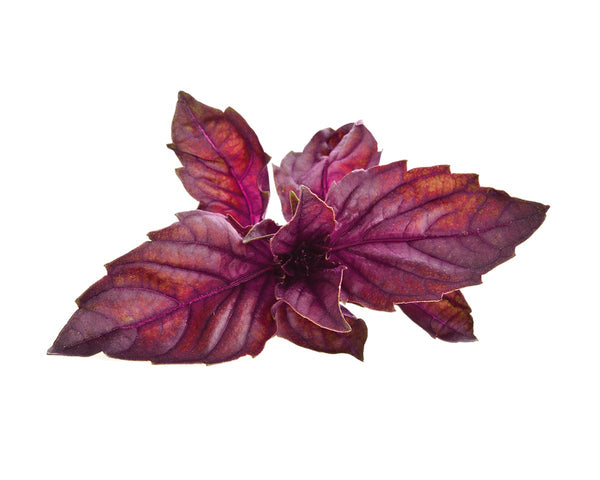 Red Basil Plant Pods 3-pack