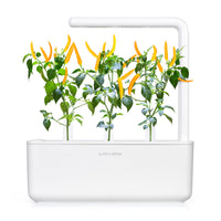Yellow Chili Pepper Plant Pods / Yellow Chili Pepper Plant Pods