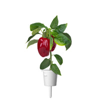 Red Sweet Pepper Plant Pods / Red Sweet Pepper Plant Pods