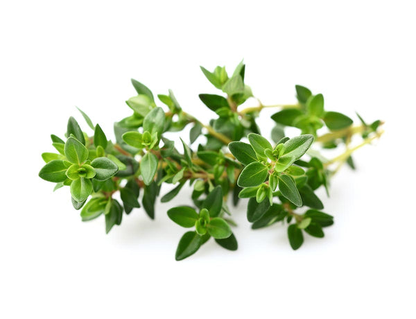 Thyme Plant Pods