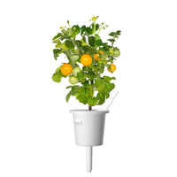 Yellow Mini Tomato Plant Pods / Mini Tomato - Grow superfood at home in an Indoor Herb Garden.