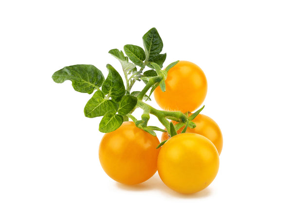 Yellow Mini Tomato Plant Pods 3-pack