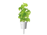 Basil Plant Pods / Basil Plant Pods