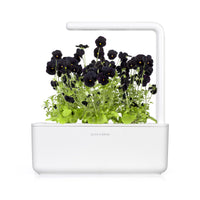 Black Pansy Plant Pods / Click & Grow Indoor Herb Garden Black Pansy