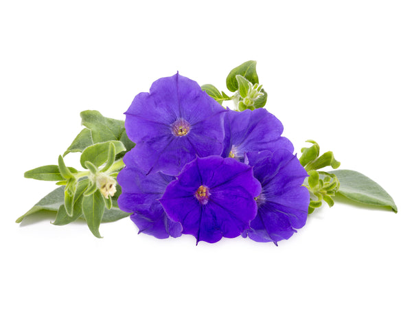 Blue Petunia Plant Pods