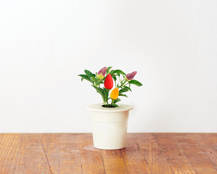 Chili Pepper Refill / Chili Pepper Refill