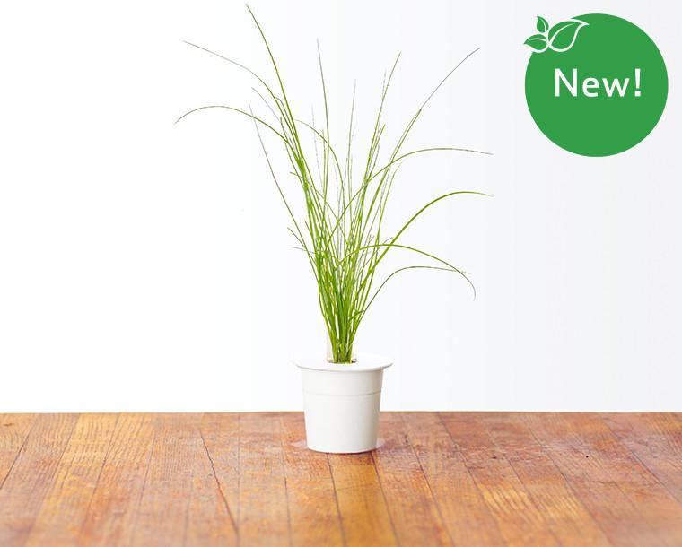 Chives Refill / Chives Refill
