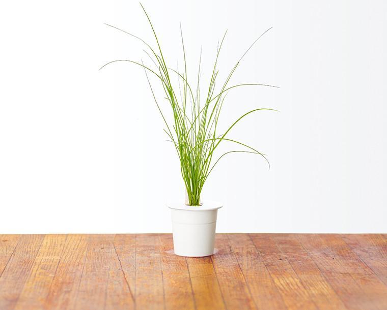 Chives Refill / Chives Refill