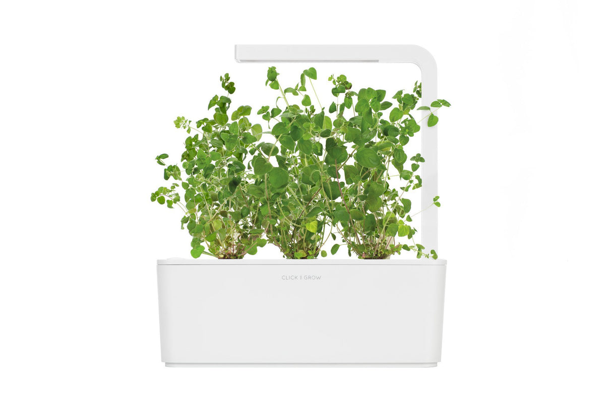 Marjoram Refill / Marjoram Refill