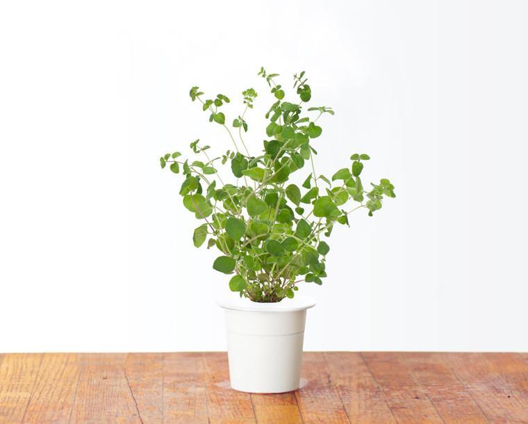 Marjoram Refill / Marjoram Refill