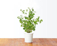 Marjoram Refill / Marjoram Refill