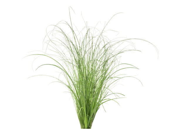 Ornamental Grass Plant Pods 3-pack