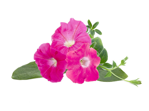 Pink Petunia Plant Pods 3-pack