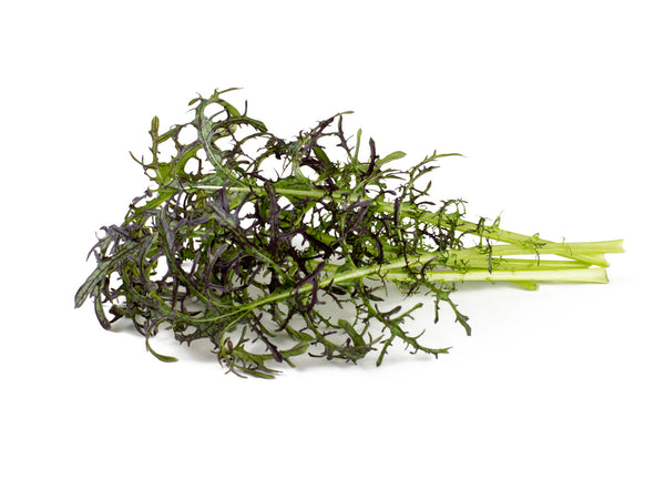 Red Frill Mustard Plant Pods 3-pack