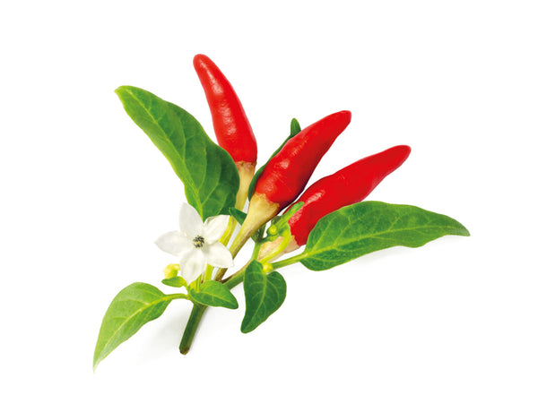 Red Hot Chili Pepper Plant Pods 3-pack 