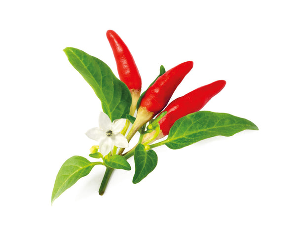 Red Hot Chili Pepper Plant Pods 3-pack