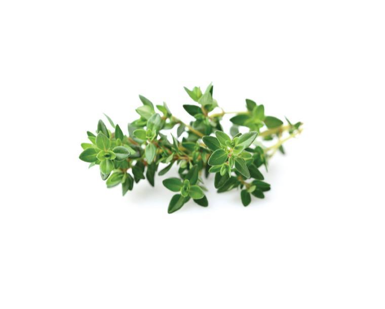 Thyme Refill / Thyme Refill