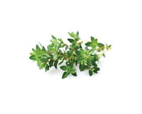 Thyme Refill / Thyme Refill