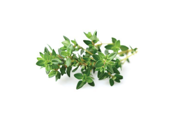 Thyme Refill