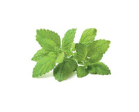 Lemon Balm Refill / Lemon Balm Refill