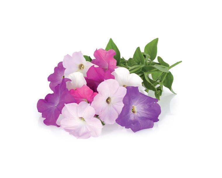 Petunia Refill / Petunia Refill