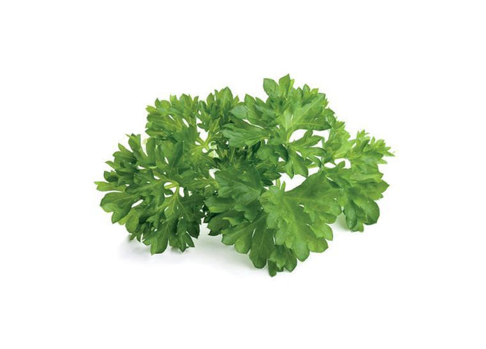 Curly Parsley Refill